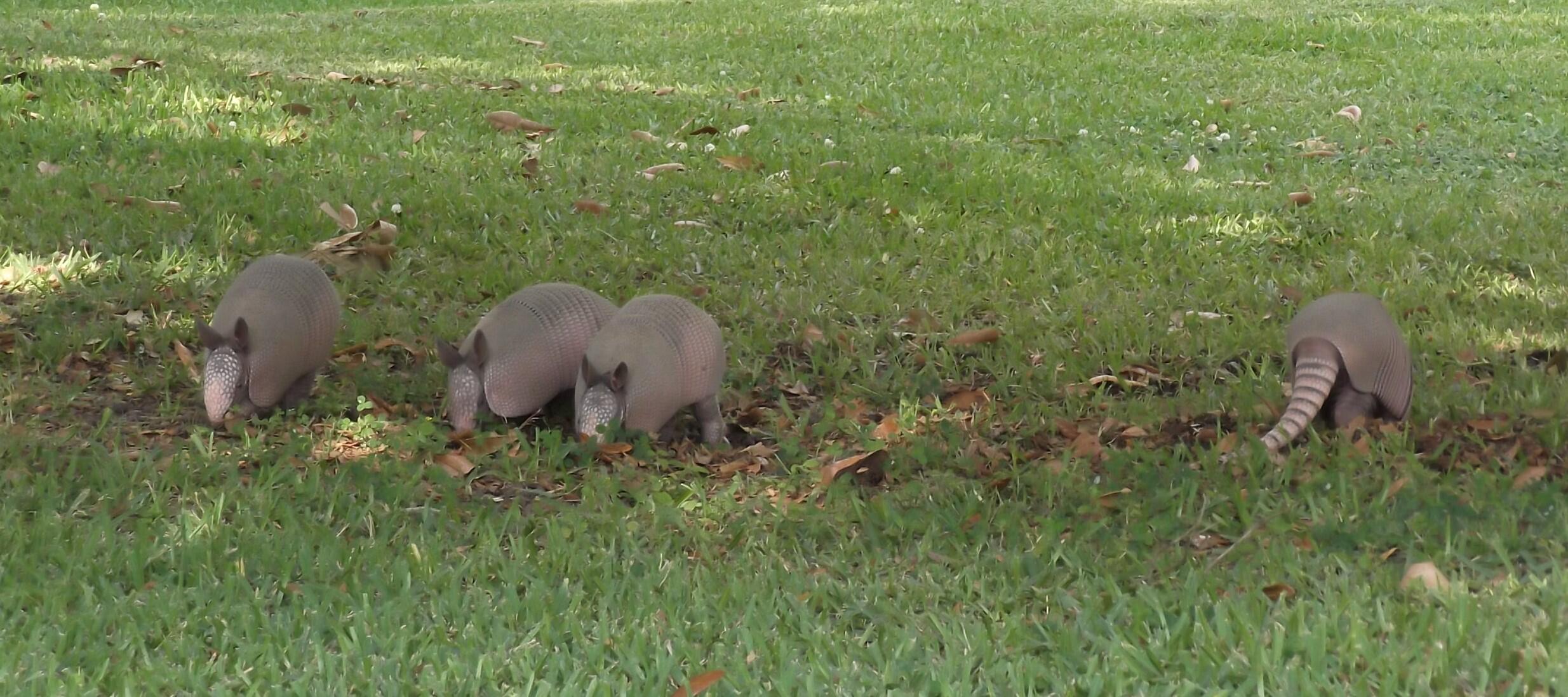 Four armadillos in the grass