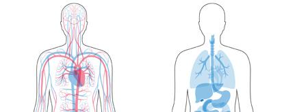 Two depictions of the human body stand next to each other. The left body shows the circulatory system, while the right shows all the organs within the body.