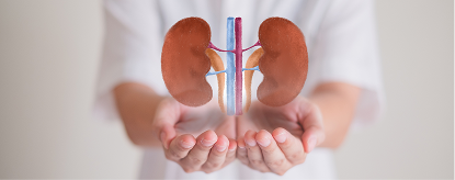 A person is holding a model of kidneys.