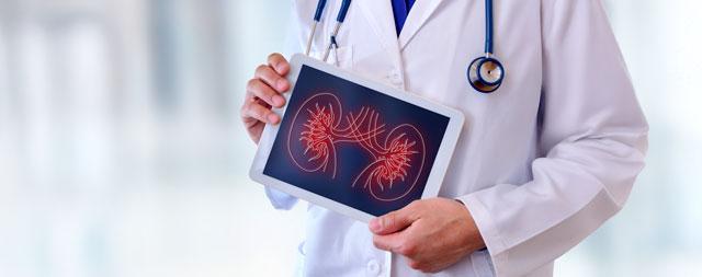 A doctor holding a tablet showing illustrated kidneys. 
